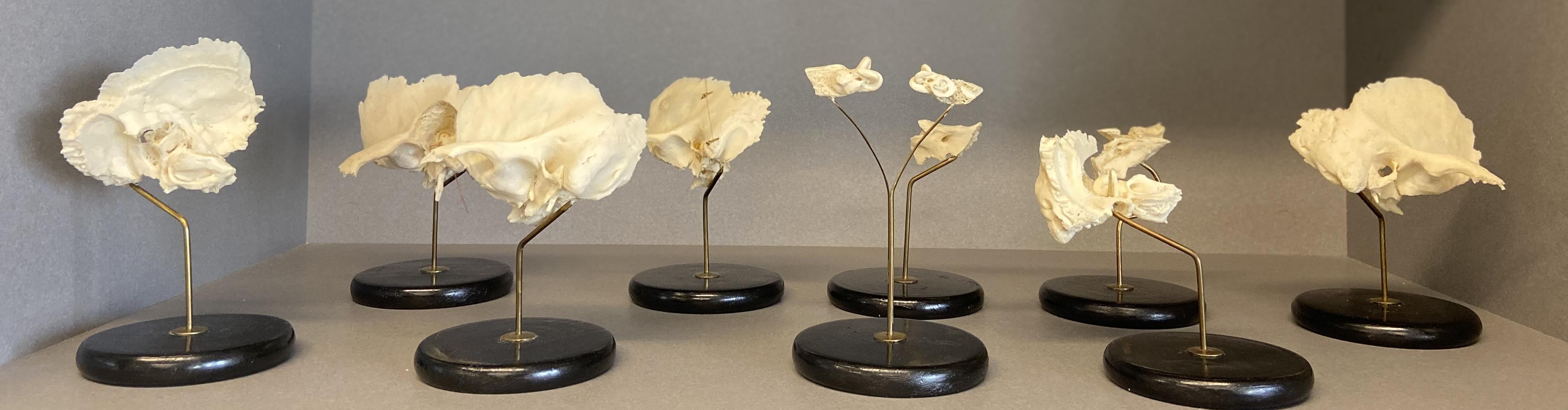 bone collection