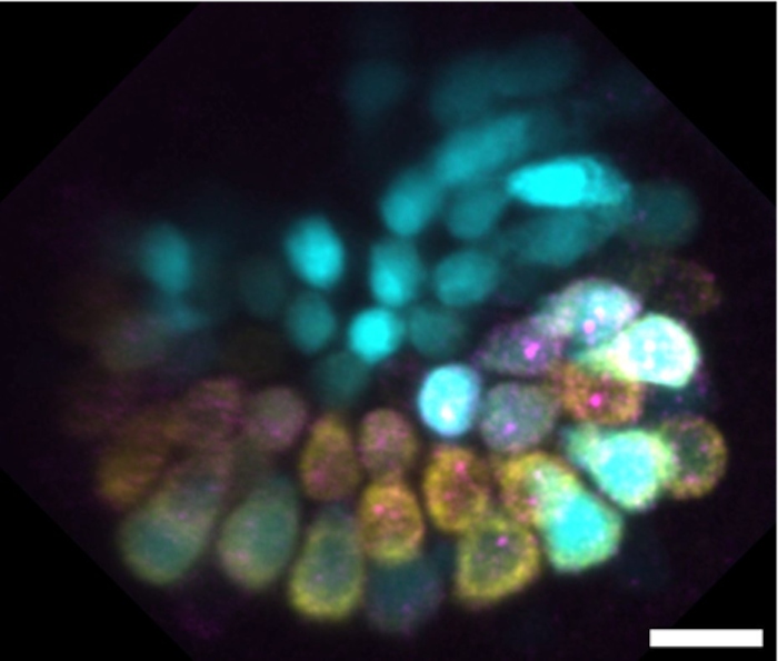 zebrafish inner ear hair cell genes