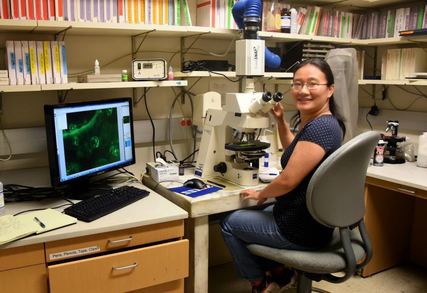 This is the image for Hearing and Balance entry