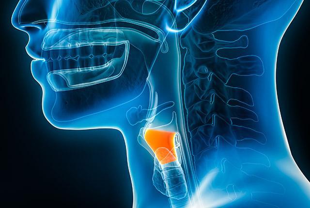 The human larynx